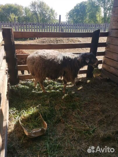 Эдильбаевский баран