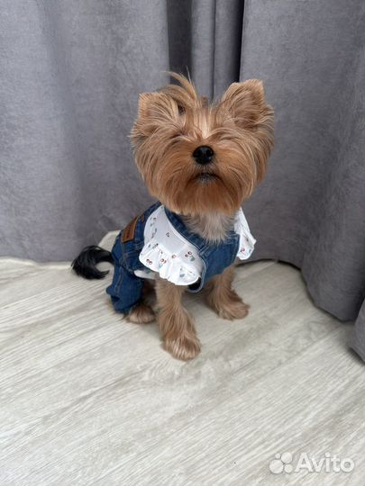 Одежда для собак на лето