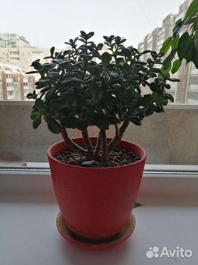 Крассула толстянка