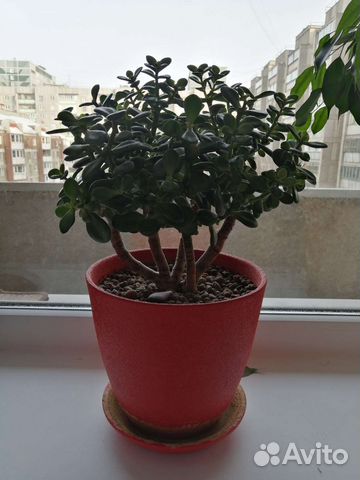 Крассула толстянка