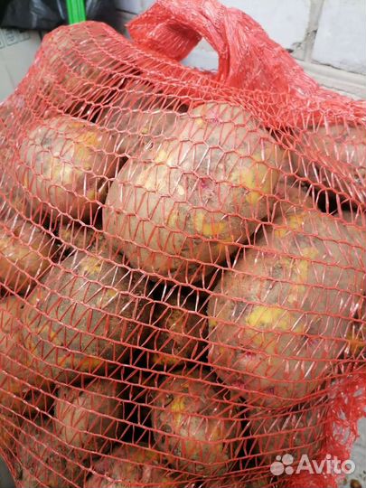 Продам картофель