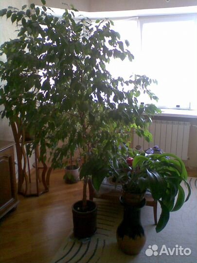 Фикус Бенджамин в керам.вазе высота выше 2 м лифт