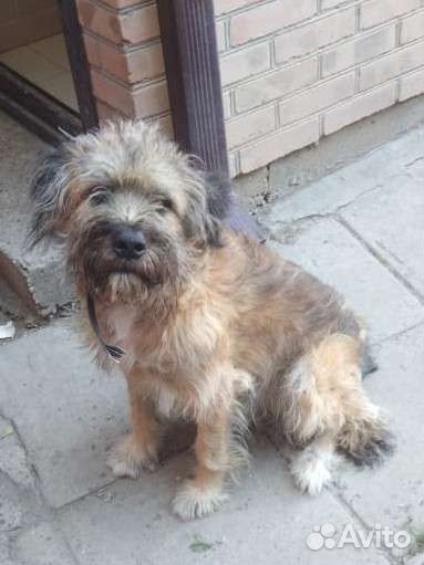 Собаки в дар бесплатно