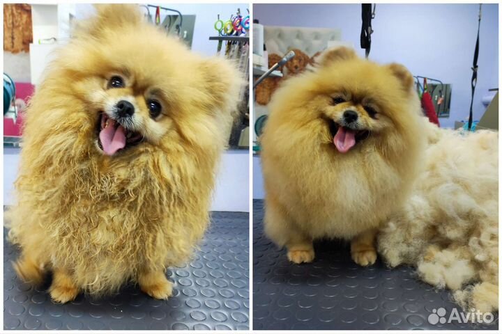 Стрижка собак и кошек груминг