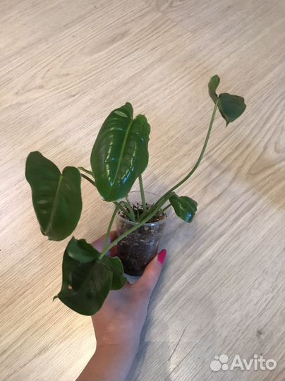 Филодендрон бурле макс