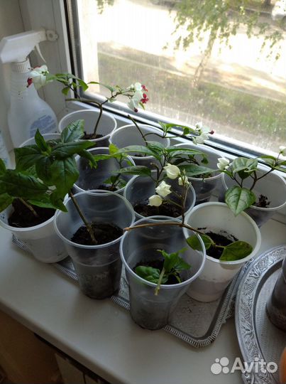 Клеродендрум томпсон