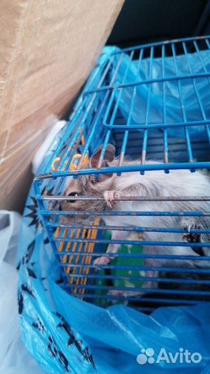 Белка дегу, карелла