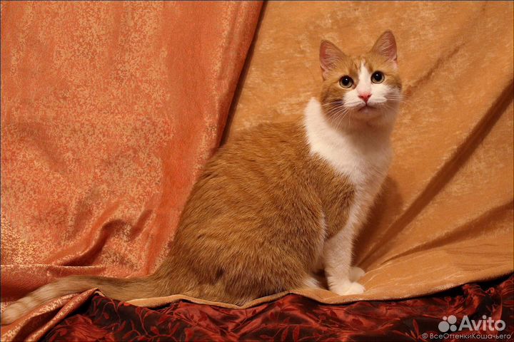 Кот Лев в добрые руки