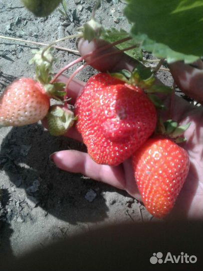 Азия -Рассада