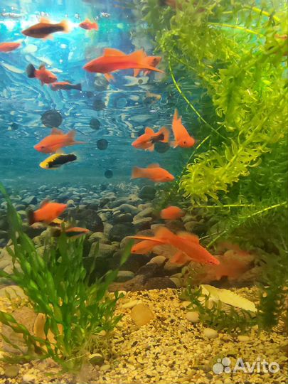 Меченосцы кубинские