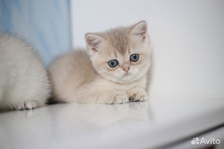 Британская шиншилла голубое золото