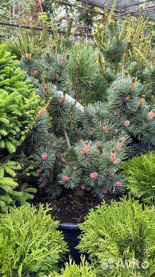 Сосна ирибун