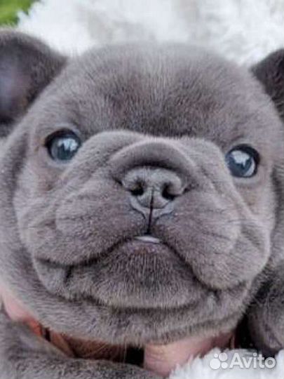 Французский бульдог щенки лиловые