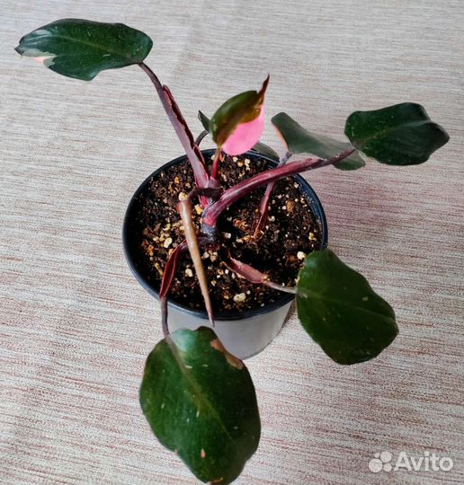 Комнатные растения