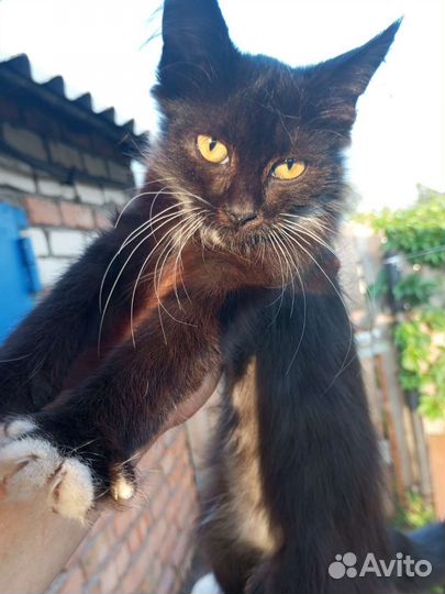 Котенок девочка, 3-4мес