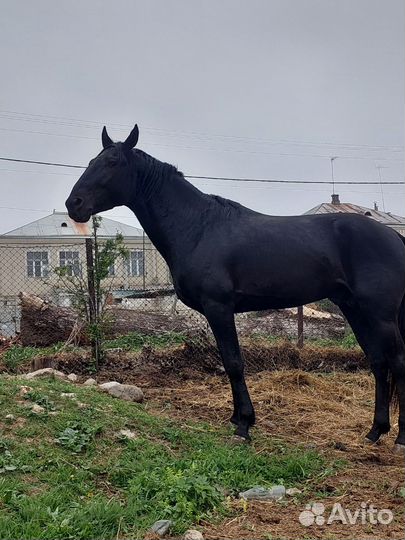 Карачаевский жеребец
