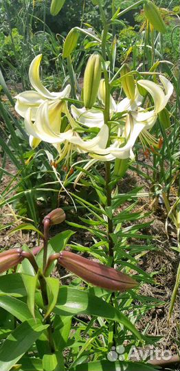 Лилия тигровая Свит Серендер