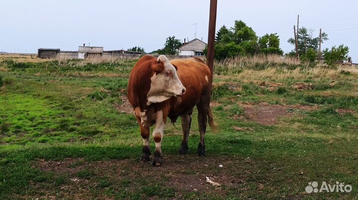 Бык симментал