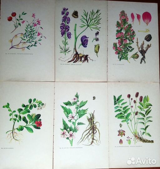 Иллюстрации растений