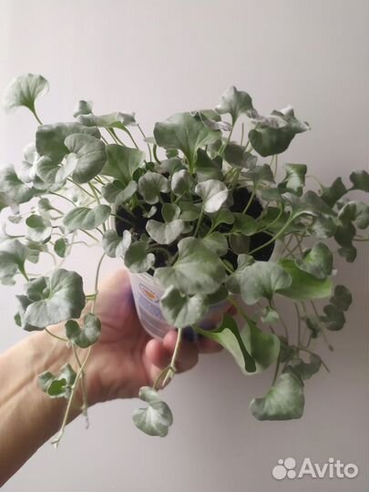 Саженцы дихондры