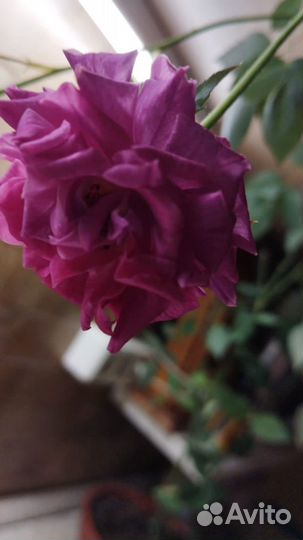 Бенгальская роза малиновая