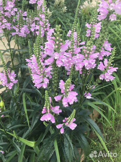 Садовые цветы многолетние