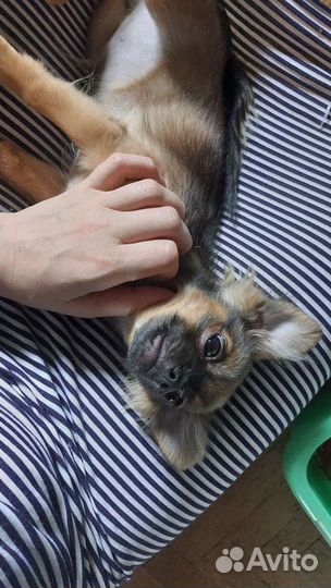 Чихуахуа щенки