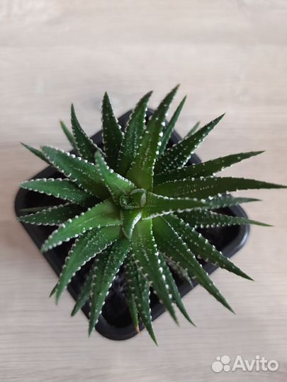 Хавортия полосатая / Haworthia fasciata
