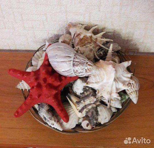 Большой набор раковин и ракушек