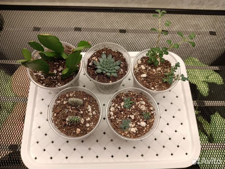 Комнатные растения