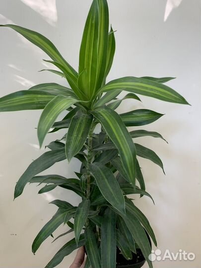 Драцена Годсефа и песня Ямайки