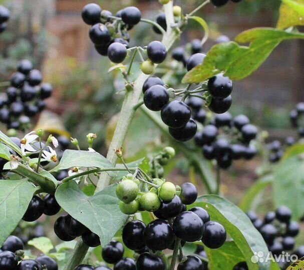 Семена паслёна чёрного (поздника) - 10+ штук