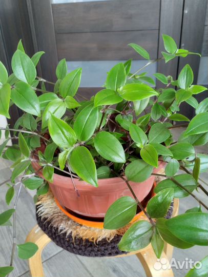 Традесканция фата невесты