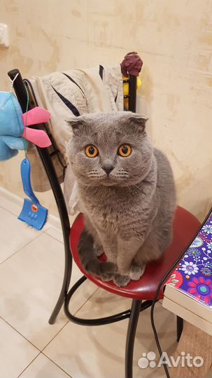 Шотландский вислоухий кот для вязки
