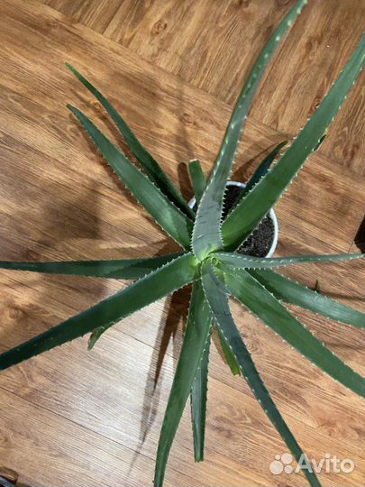 Цветок Алоэ