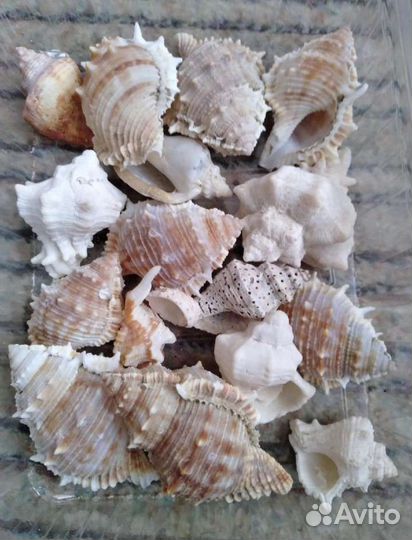 Ракушки - 1