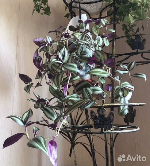 Традесканция зебрина