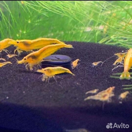 Креветка жёлтая неоновая 