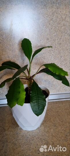 Кактус молочай