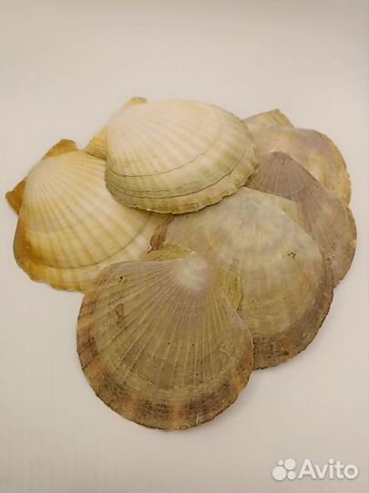 Набор ракушек 