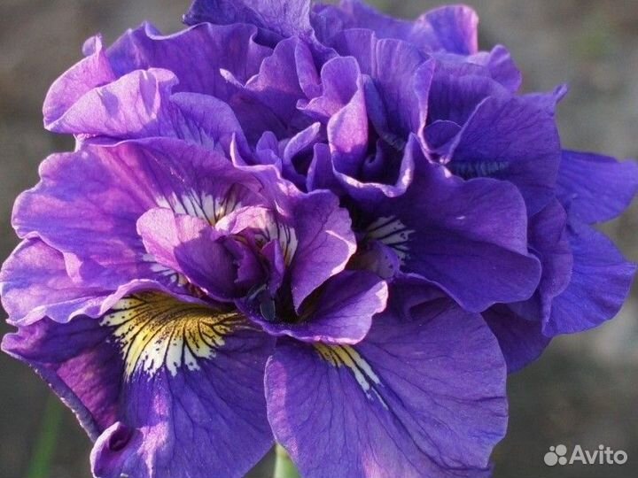 Ирисы сибирские