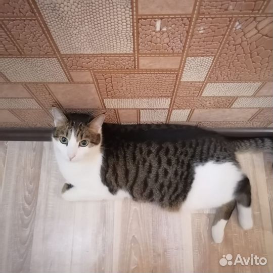 Кошка в дар