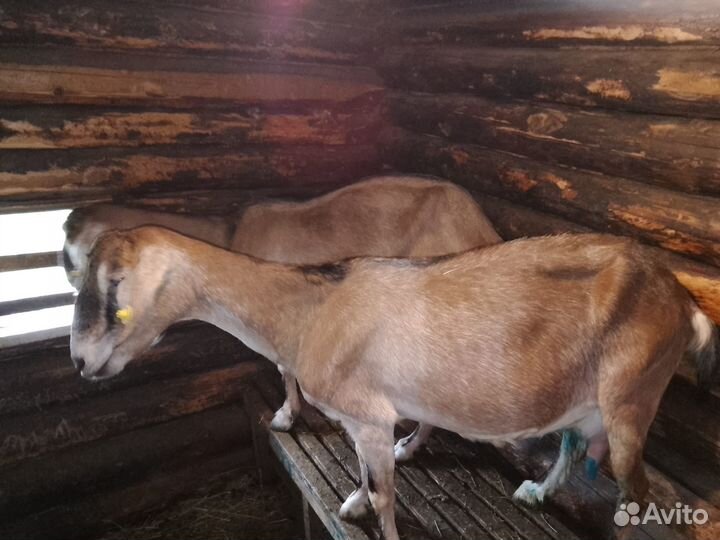 Козы дойные молочные