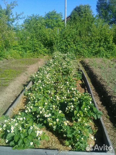 Рассада клубники купчиха