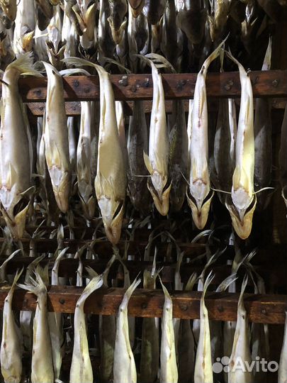 Вяленая рыба от производителя