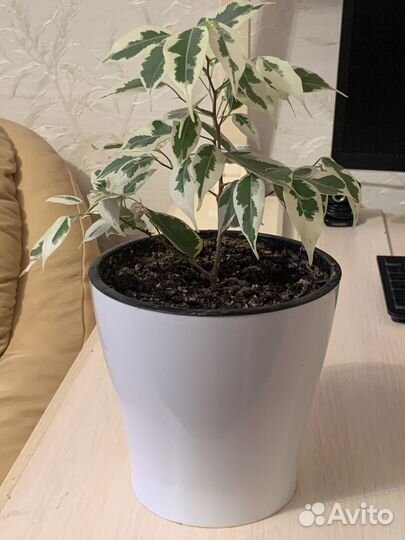 Комнатные цветы