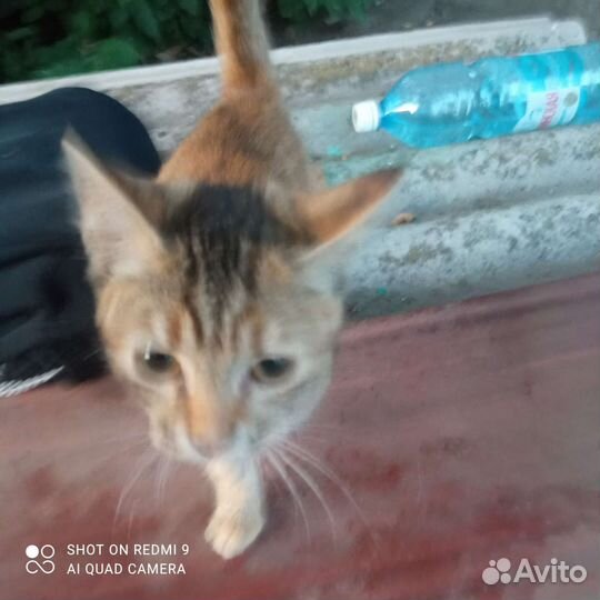 Отдам в добрые руки