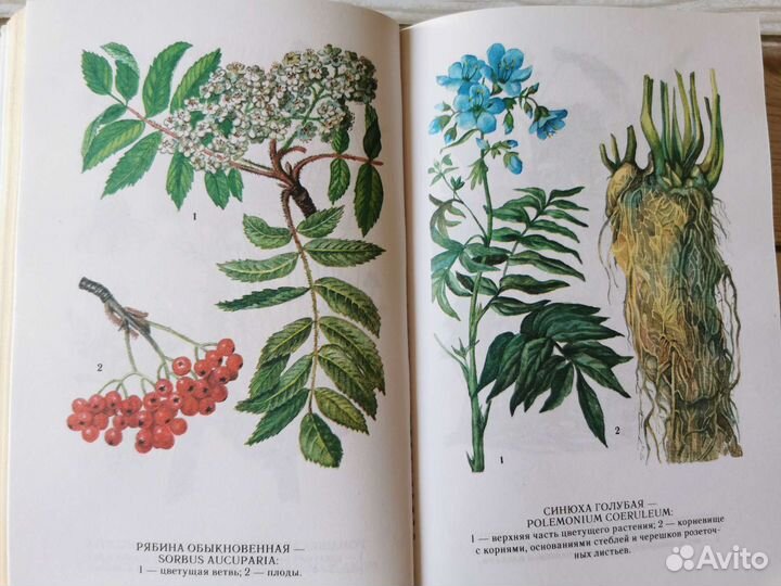 Иллюстрации лекарственных растений в книге