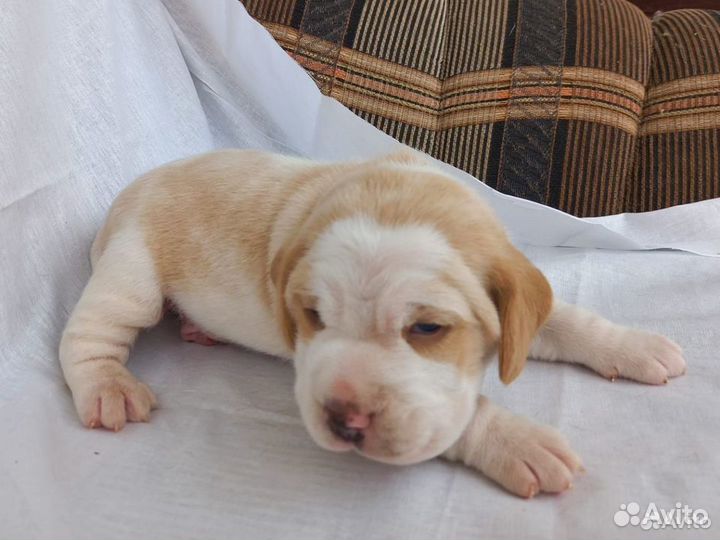 Щенки бигля