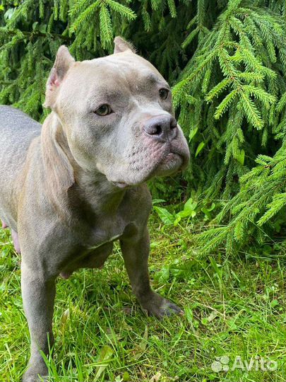 Собака амбулли